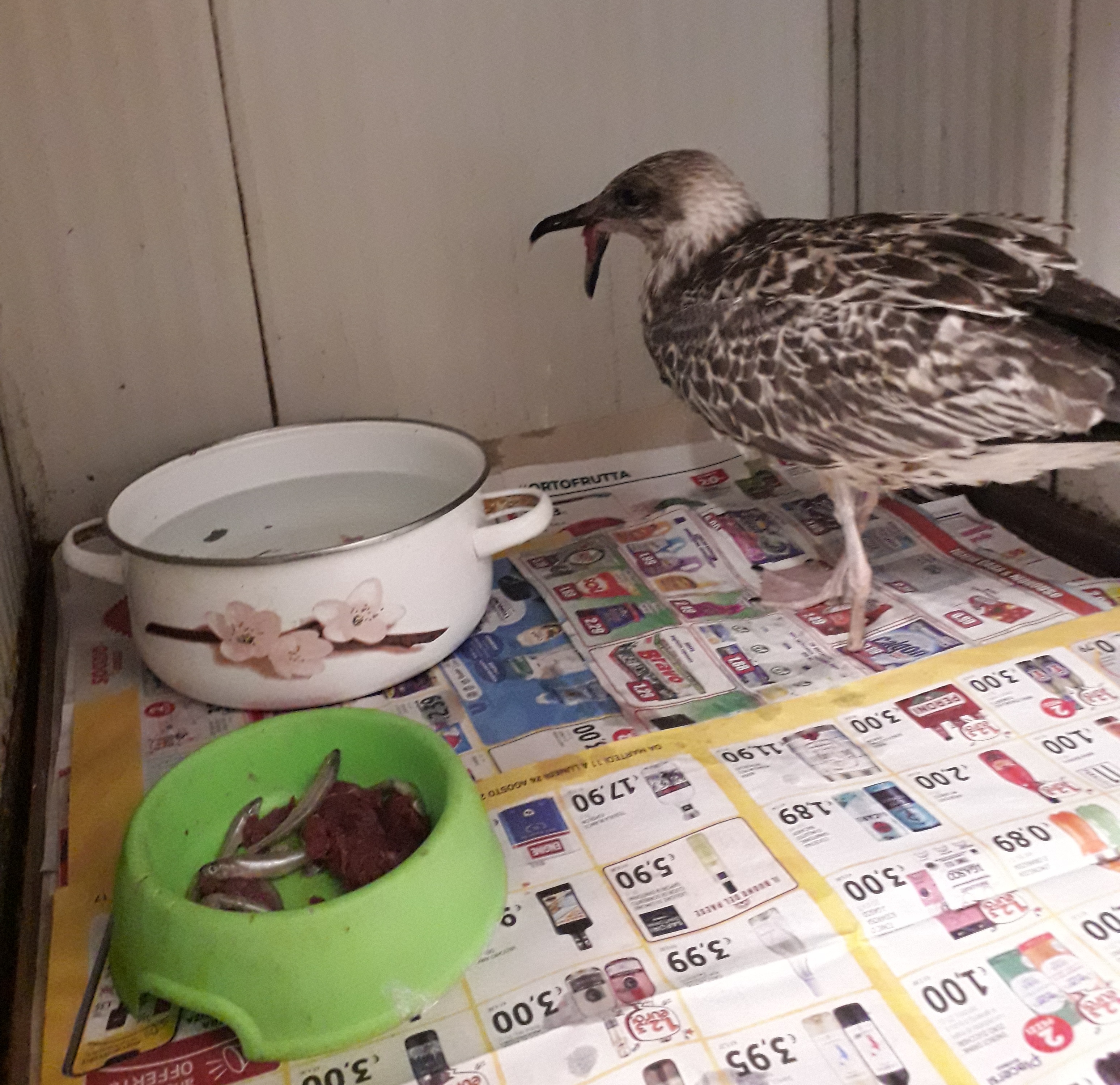 Si dà da mangiare a un assiolo