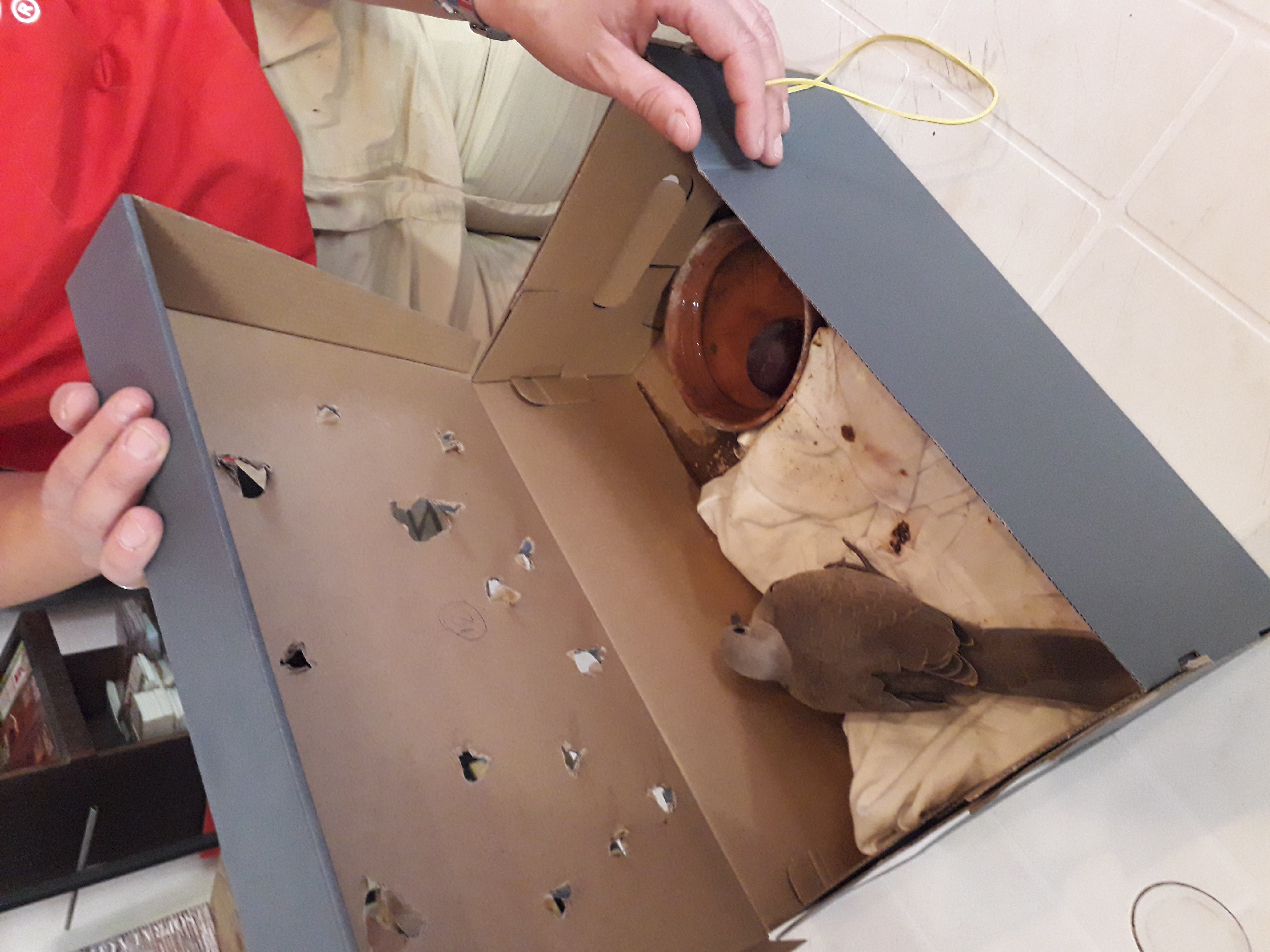 L’animale si porta al Centro dentro una scatola forata mettendo sotto carta da cucina o un foglio di giornale