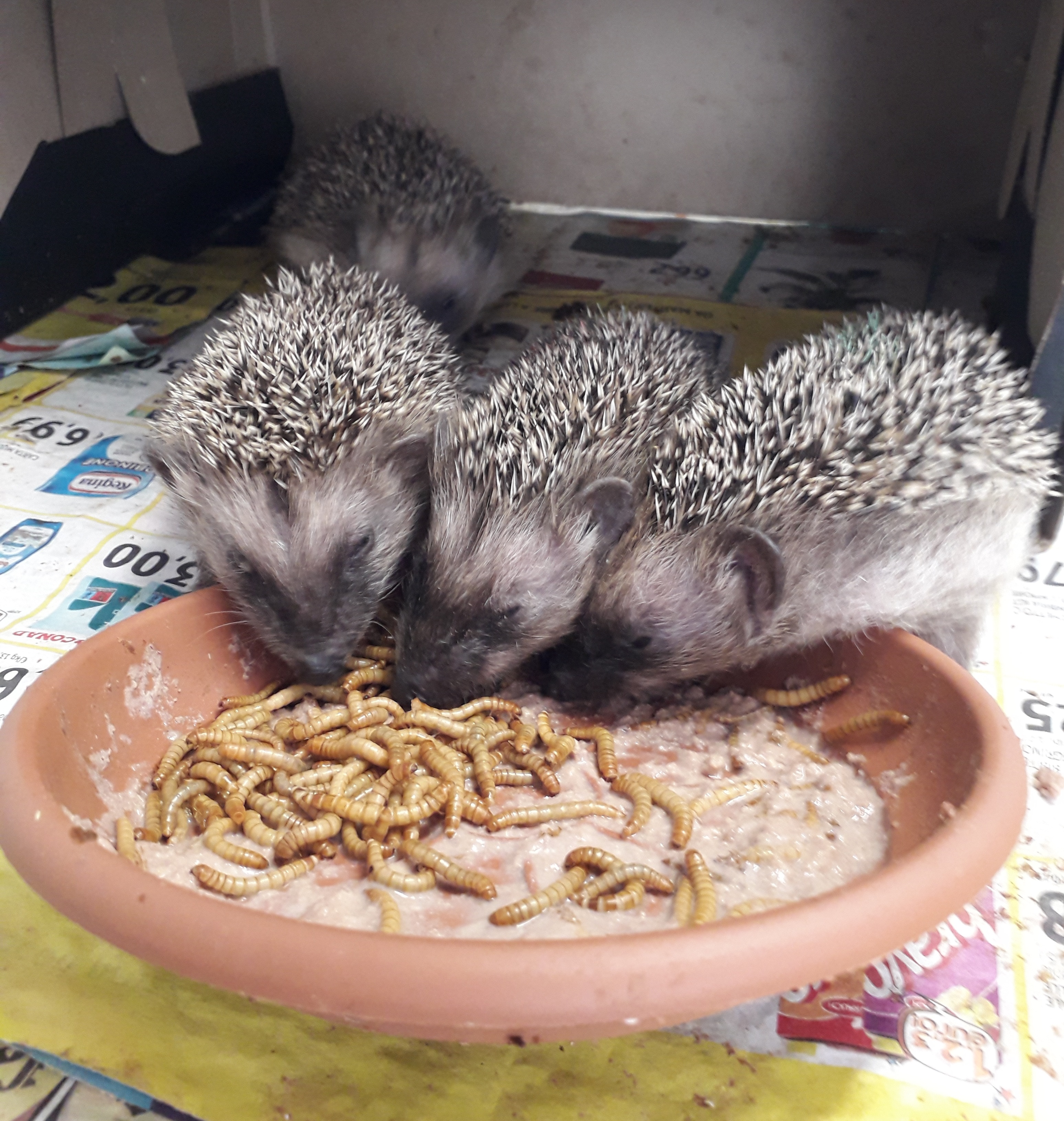 I piccoli di riccio al pranzo
